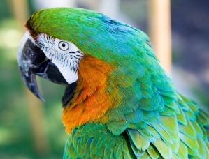 exotic parrots